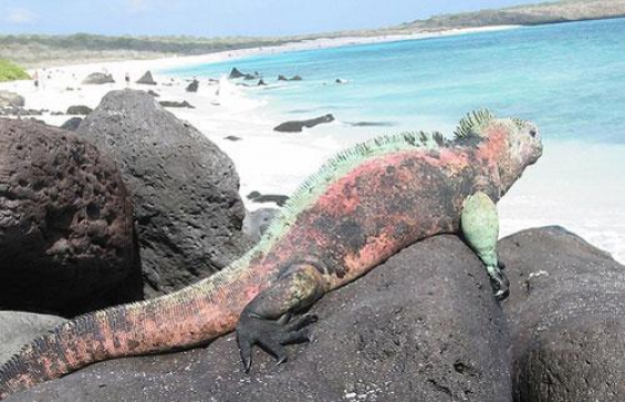 Ecuador: Proponen un corredor marino en el Pacífico para la protección de especies