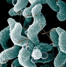 Desarrollan un método para el muestreo ambiental de Campylobacter