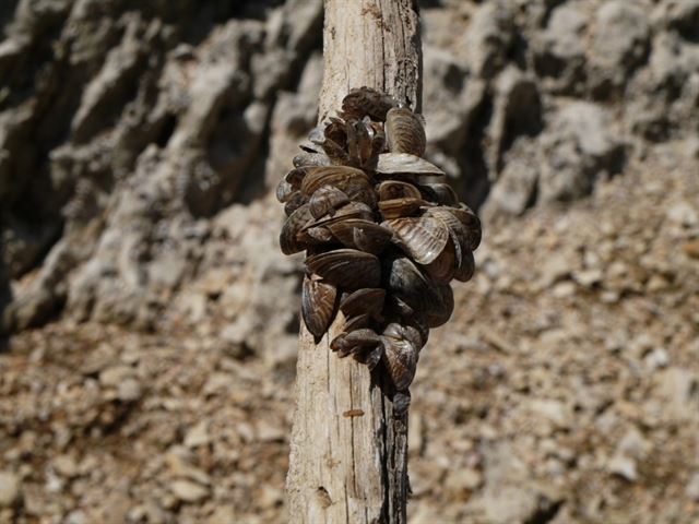 Todos ‘contra’ el mejillón cebra