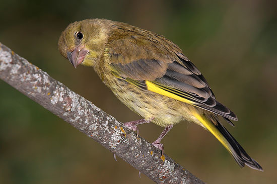 La Generalitat de Catalunya aprueba un decreto para permitir la captura de 60.000 aves vulnerando las leyes europeas