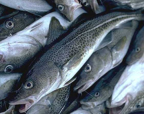 Si las proteínas para la acuicultura se obtienen de pesquerías extractivas