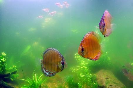 Contaminación y exceso de algas