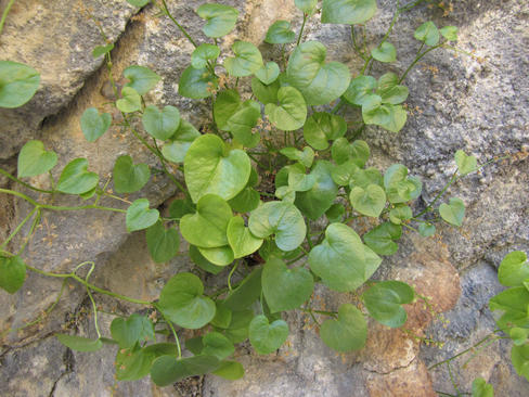 Una planta tropical gracias a las hormigas sobrevive en el Pirineo aragonés