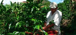 Cuánto puedes ayudar tomando un cafetito justo cada mañana