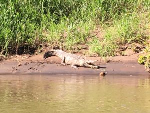 Costa Rica. Es legal la ‘largateada’ celebrada cada año en Ortega de Santa Cruz