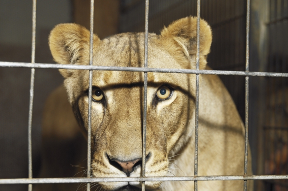 Estados Unidos. A debate en Nueva York una ley contra la violencia hacia los animales