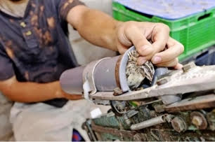 Medio Ambiente ‘toma cartas’ en el asunto del lanzamiento de codornices a tubo