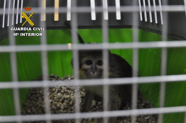 La Guardia Civil investiga el abandono de dos monos de especies amenazadas en dos veterinarios de Madrid