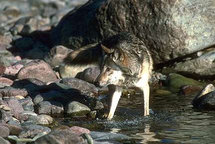 100.000 euros para paliar los ataques de lobo en Galicia