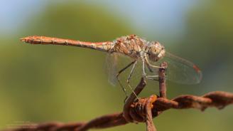 ‘El LIFE + SEGURA RIVERLINK pone de manifiesto la importancia del Río Segura para la conservación de las libélulas ibéricas’