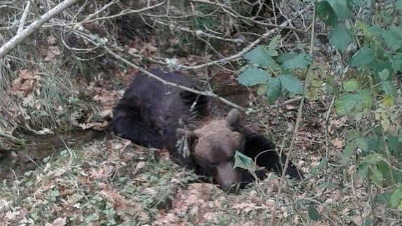 Solicitan forenses independientes para la necropsia del oso muerto en Palencia