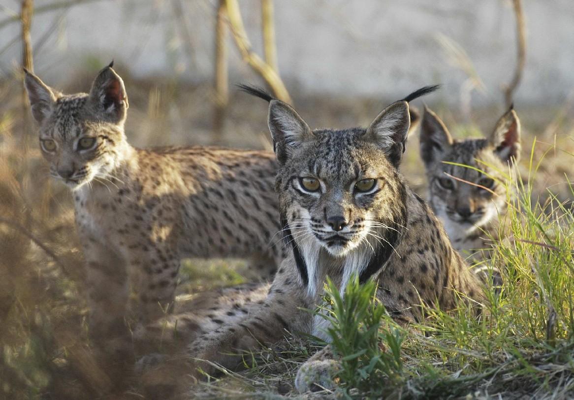 Piden reintroducir el lince en el norte de Cáceres