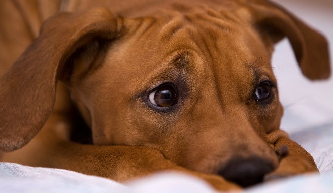 Las denuncias por malos tratos a perros se han duplicado