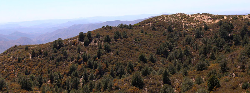 Ciencia para la conservación en Sierra de San Pedro Mártir