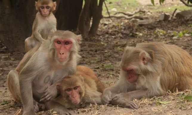 La interrelación social ayuda a los animales a vivir más tiempo
