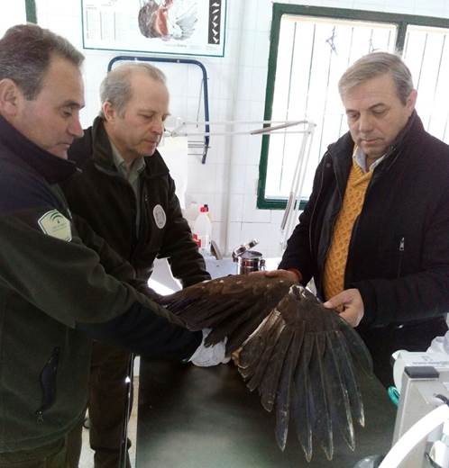 El CREA de Jaén intenta recuperar un ejemplar de águila real electrocutado