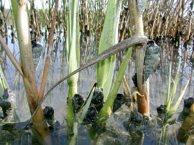 Caracoles de océano a océano