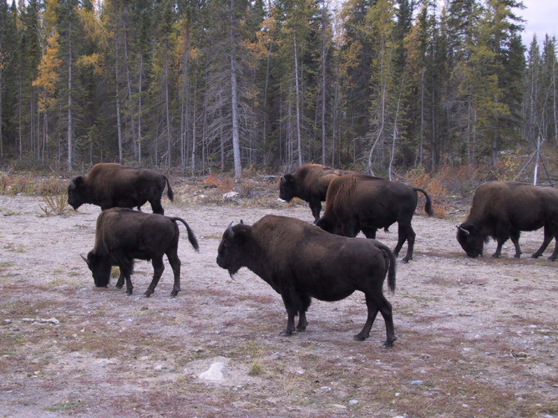 Muro entre EE.UU. y México amenaza al bisonte americano