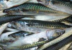 Sostenibilidad de la pesca del chicharro en Cantabria