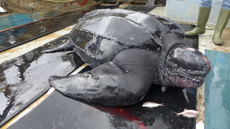 Pescada y devuelta al mar la tortuga de más de 200 kilos capturada accidentalmente en Castellón