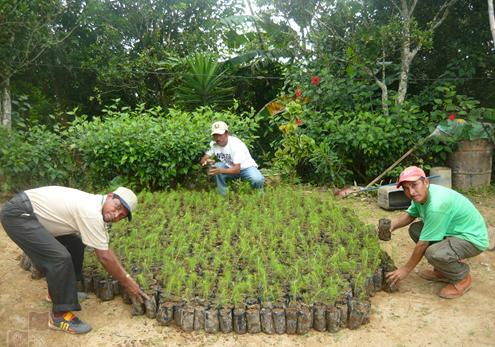 Productores plantarán pinos caribea para el desarrollo sostenible