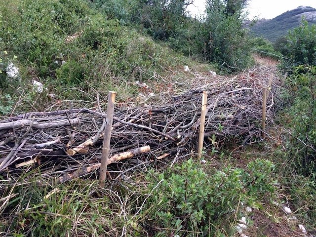 Representantes de Juntos por los Bosques informarán mañana al Rey de la situación del sector forestal español
