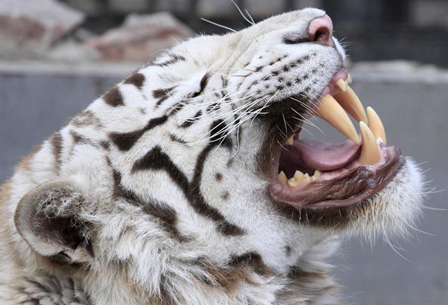 En Tiflis un tigre albino mata a un hombre tras escaparse de un zoo inundado en Georgia
