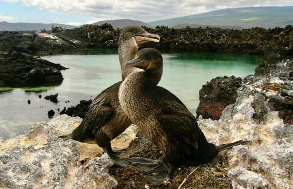 El ADN del cormorán de las Galápagos explica por qué dejó de volar