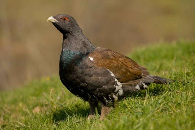 Reunión de los Comités de Cría y Científico del LIFE+ Urogallo cantábrico