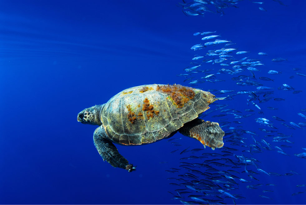 Fondos comunitarios para la formación de una comunidad investigadora homogénea dedicada a la biodiversidad