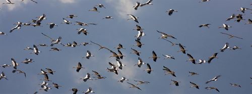 Fundación Migres celebra el Día de las Aves Migratorias