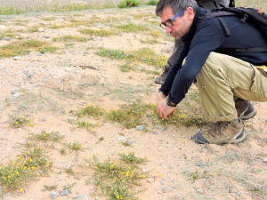 Melilla y el Helianthemum caput-felis