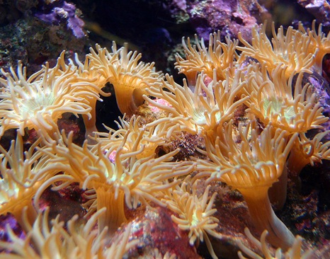 Cádiz. Seprona interviene 62 kilos de anémonas vivas procedentes de pesca furtiva