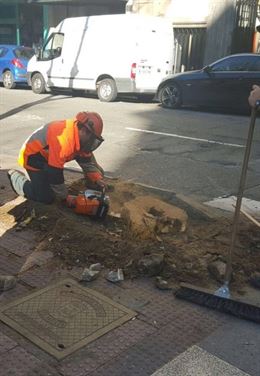 Arboricidio en Madrid
