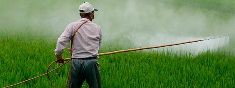 Plaguicida orgánico a base de ruda y gigantón