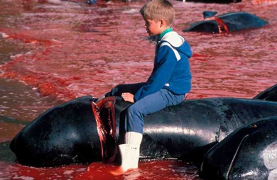 Faroe Islands PM urged to end the slaughter of pilot whales