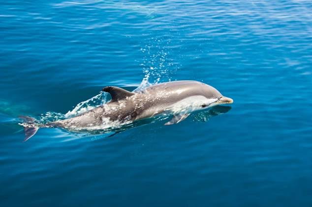 Delfines y ballenas se dejan ver por el Estrecho de Gibraltar