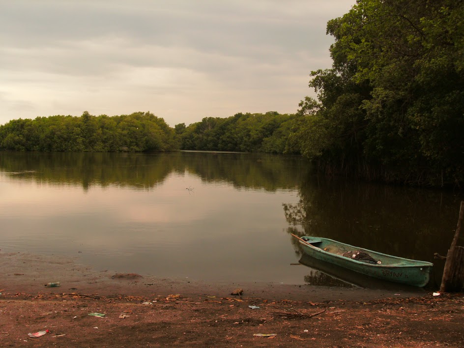 Autoridades estudian cobertura de los manglares en Guatemala