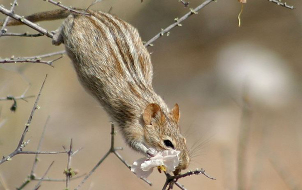 Por qué algunos mamíferos tienen rayas de diferentes colores en la piel