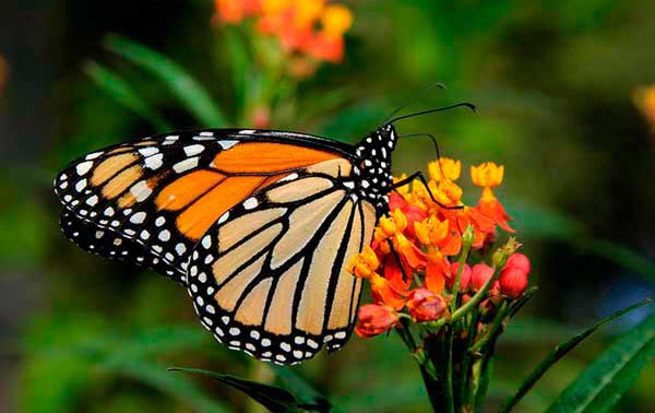 Las fuertes tormentas en México amenazan el hábitat de la mariposa monarca