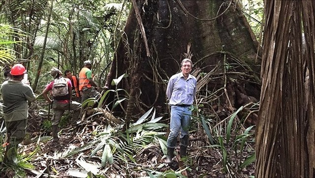 Los árboles tropicales mantienen altas tasas de acumulación de carbono en la vejez