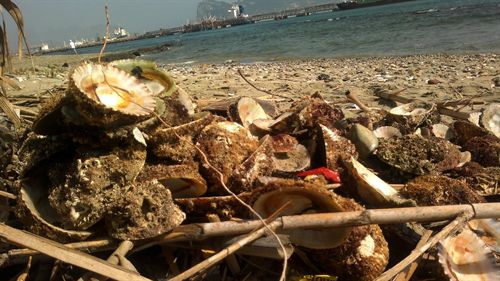 Andalucía. Verdemar denuncia la esquilmación en San Roque de una colonia de lapa ferruginea