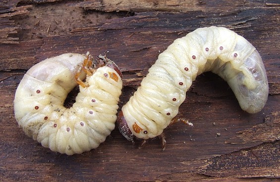Larvas de escarabajo se alimentan de sus depredadores