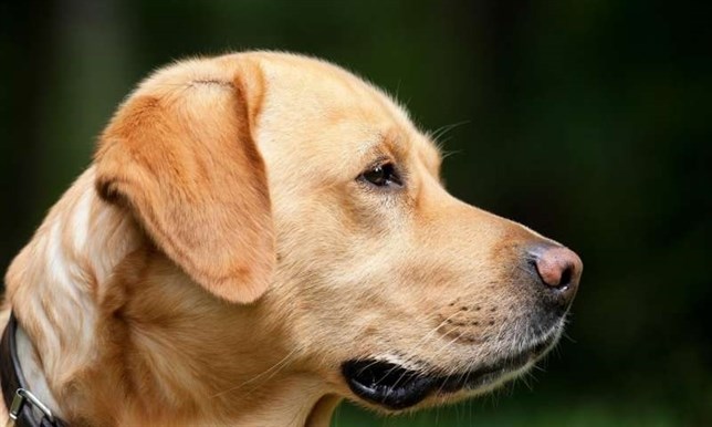 Perros y monos tienen sentido de la ‘moralidad’