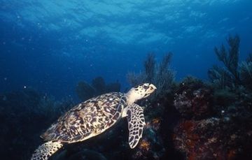 Sistema Arrecifal Veracruzano