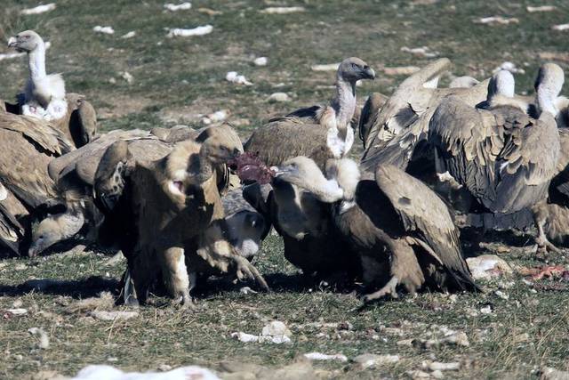 Cantabria revisará la normativa de zonas para depositar cadáveres animales para la alimentación de buitres