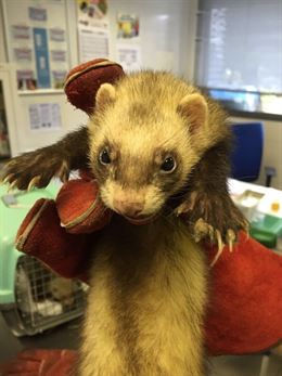 La Policía Municipal de Madrid ‘requisa’ tres hurones que se estaban usando para la caza ilegal de conejos