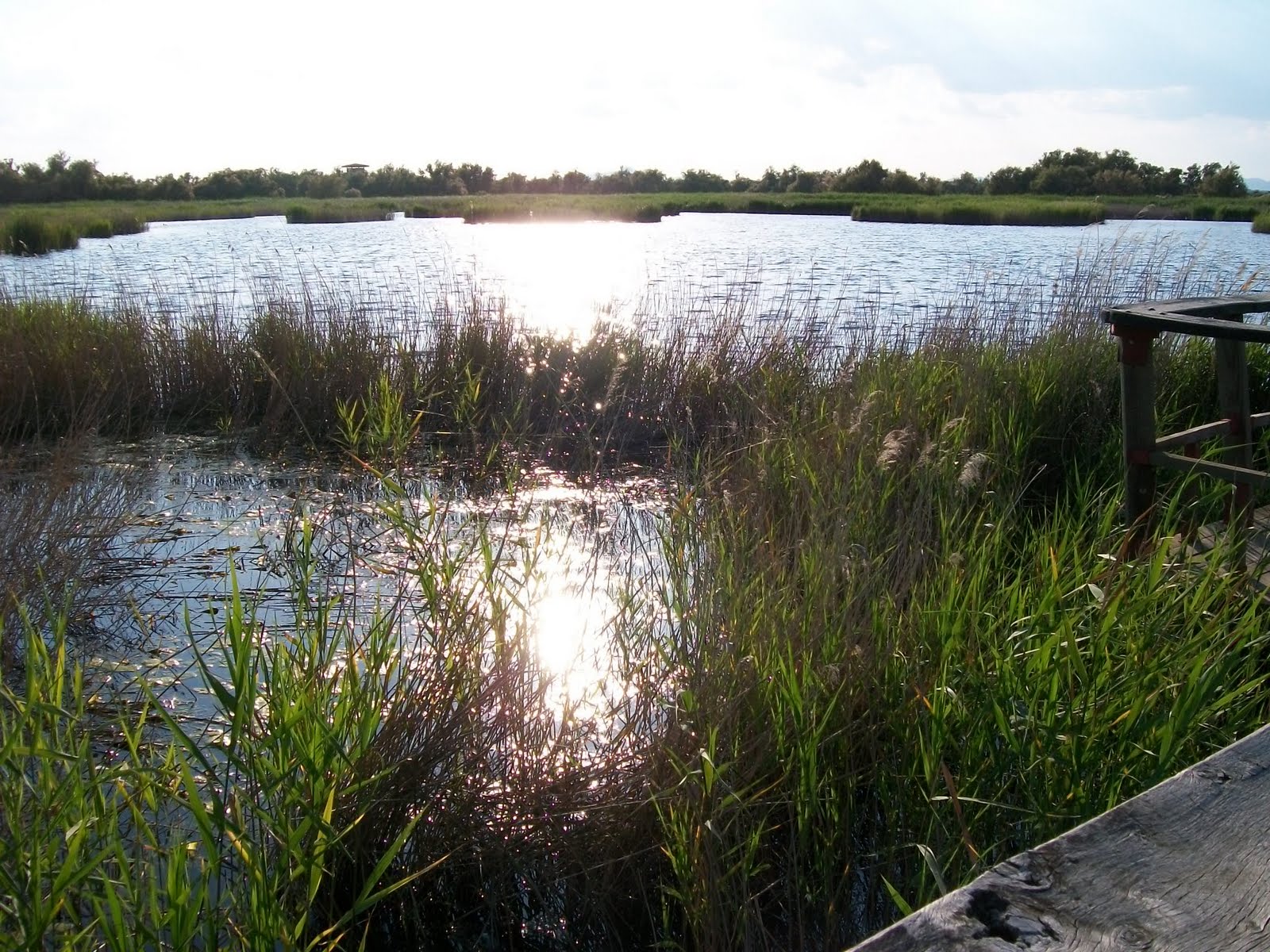 El Gobierno reordena los derechos del uso del agua en Tablas de Daimiel que podrán cederse a terceros