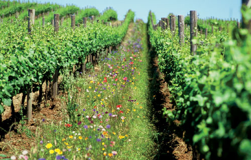 Almería impulsará un foro de agricultura sostenible