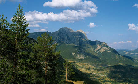 Autorizan la tala y venta de un bosque centenario de abetos en el Parque Natural del Cadí-Moixeró